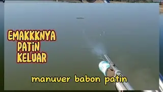 Nembak Reaksi patin dan toman. Emaknya Patin mulai keluar. #pasermania #nembakikan #ikanbabon