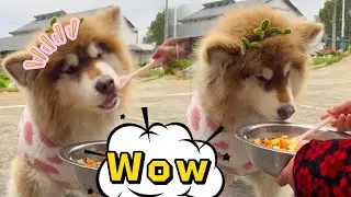 Dog: You can&rsquo;t become fat in one bite #pets #cute #funny