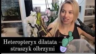 Olbrzymie owady ! Heteropteryx dilatata – straszyk olbrzymi.