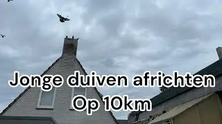 Jonge duiven africhten op 10km | Waren eerder thuis als ons | Postduiven |