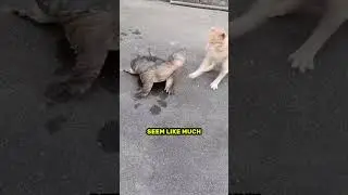 Cat gets attacked #shorts #animals