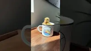 Sleepy duck 😴  #funnyduck