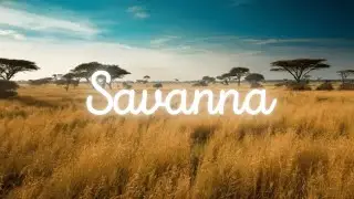 X Vendevion - Savanna