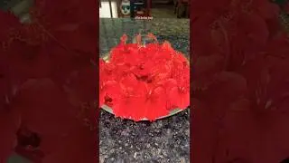 Making Hibiscus Jelly from my Backyard Harvest #shorts #recipe #jelly #reels #kids