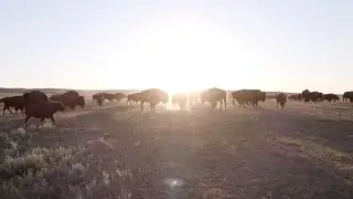 Rezilient: The Buffalo Unity Project 2022