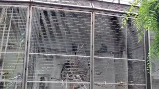 A Minute Of Monkeys