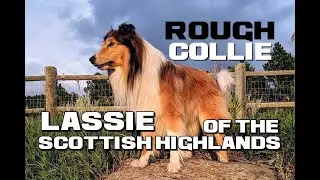 Rough Collie Facts - Lassie of the Scottish Highlands - Animal a Day Farm Week