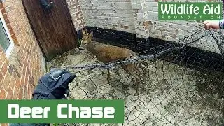 Trapped Deer Rescue - GoPro Style!