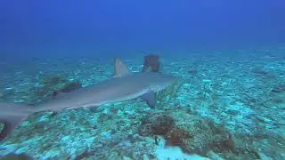 Saint Croix USVI Trip 2021: Part 1