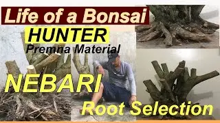 BONSAI HUNTER PART 2/ROOT PRUNING/HOW TO HUNT A BONSAI MATERIAL/PAANO MAG HUNT NG BONSAI MATERIAL