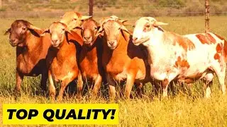 Productive Stallions Meatmasters Sheep South Africa