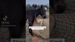 His decision making should be studied #horsefails #delusional #horsetok #farmtok #horsegirls