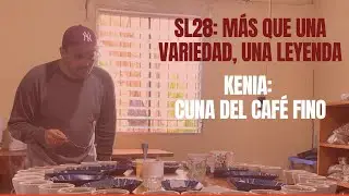 &iquest;Por qu&eacute; el SL28 sigue siendo una leyenda del caf&eacute;? ☕ #Caf&eacute;ConHistoria #SL28 #VariedadesDeCaf&eacute;