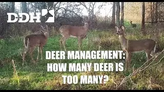 Deer Management: The Carrying Capacity of Your Hunting Land