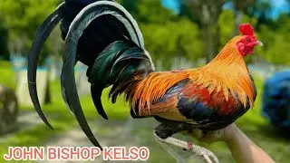 Warren Kenneth Larraga - Big Farm Outdoor Breeding Pens Free Range John Bishop Kelso