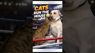 Dog vs Cat | The Stare That Changed Everything Part 1 #funnypets #cat #dog