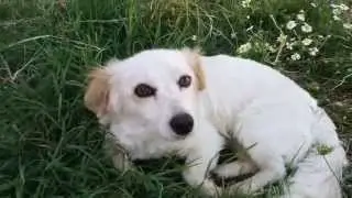 Small greek domestic dog (kokoni) having fun :P
