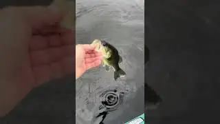 Bass release Peconic lake
