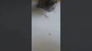 Baby canary hand feeding