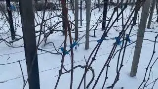 Одесса - 11 градусов на 8 утра 1 февраля 26 года. Блокбастер 