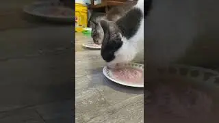 Cats eating tuna like it&rsquo;s a contest. So speedy! #shorts #cats #cat