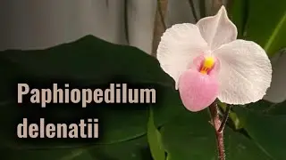 Paphiopedilum delenatii. Первое домашнее цветение. Обзор.  