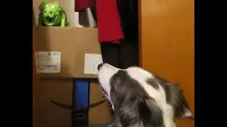 Insomnia Dog 15: Zoey the Border Collie vs. the Green Closet Piggy