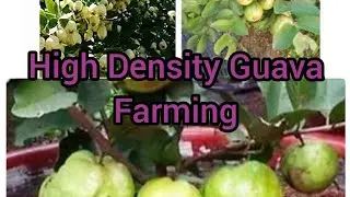 Guava Farming l High Density Plantation Of Guava l Guava Farming In Pakistan