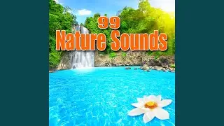 Exotic Jungle Creatures for Deep Meditation and Dreamless Sleep