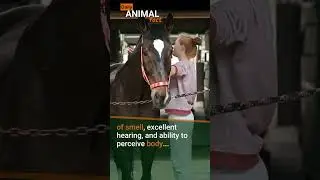 Daily Fascinating animal Facts About Horses