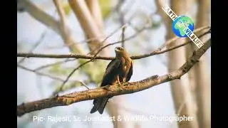 Wildlife photography+ with news & views