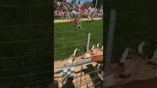 Betting On Duck Racing At The Local Carnival Is Amazing! #duck