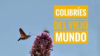 Colibr&iacute;es del Viejo Mundo. La Esfinge Colibr&iacute; (Macroglossum stellatarum). Mini documental.