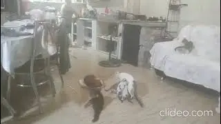 Gatos do saco de lixo brincam pela primeira vez 