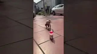 baby learning to walk #monkey #monkeysr #cute #bibi #funny #monkeys #babymonkey #animals #baby