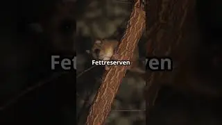 Unglaubliche Fakten &uuml;ber den Siebenschl&auml;fer! 🐭💤