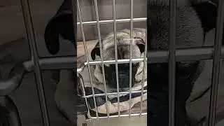 💙ADOPTED💙#A534374 Mickey #pug #morenovalley #adoptme