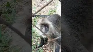 Shuffle the long-tailed monkey as an endangered animal in the garden