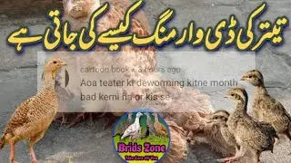teetar ki deworming
