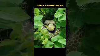top 5 amazing facts Top Amazing Facts | ! #facts #ytshorts #india #shorts