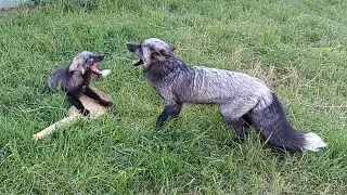 A fox cub defends its prey