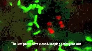 Beneficial soil bacteria can boost plant immunity