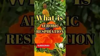 What is aerobic respiration #shorts #facts #biology