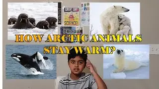 Science Experiment for Kids | How Arctic Animals Stay Warm?