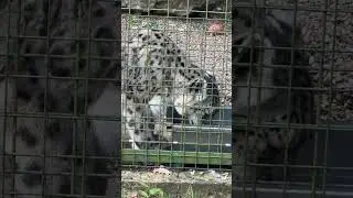 Snow Leopard #BCS #conservation