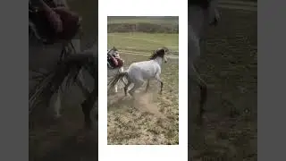 Horses Fight