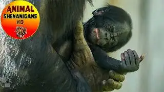 Tiny Hands, Big Love Bonobo Motherhood Up Close