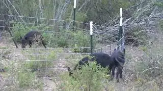 Medina County GUN OPENER, BUT NO GUNS. (Texas Bowhunting)