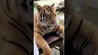 Walk With Tiger #lostinthailand #phuketoldtown Phuket  #Tiger #thailand #phuket #rromalkhanujaa