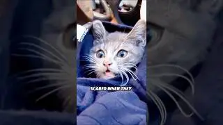 😭🙏❤️Orphan kitten doesn&rsquo;t know his mom is gone! 🐱#animals #rescue #lovestory #shorts #cat #kitty